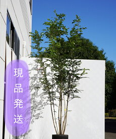 楽天市場 シマトネリコ3mの通販