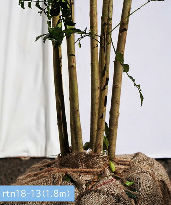 楽天市場 6か月枯れ保証 現品発送 シマトネリコ株立1 8m 2 2m程度 根鉢含まず グリーンロケット