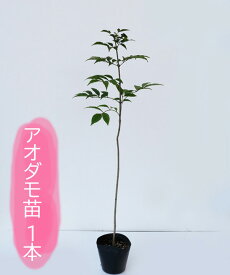 アオダモ　苗木　高さ30cm〜50cm程度　※枯れ保証なし