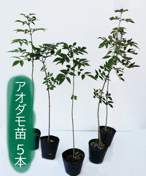 あおだも苗 アオダモ苗 大苗 株立ち