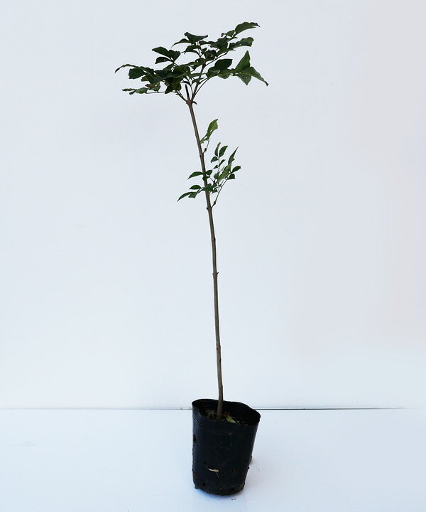 楽天市場】【3本/株立ちセット】アオダモ 苗木 高さ30cm〜50cm程度 