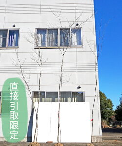 植木 盆栽 アオダモの人気商品 通販 価格比較 価格 Com