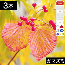 【3本】　ガマズミ苗木　高さ40cm〜60cm程度