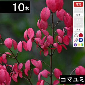 y10{zR}~c؁@30cm`50cmx