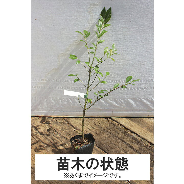楽天市場】【3本】コマユミ苗木 高さ30cm〜50cm程度 : グリーンロケット