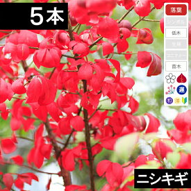 【5本】　ニシキギ苗木　高さ20cm程度