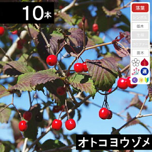 【10本】オトコヨウゾメ 苗木 高さ30〜50cm程度