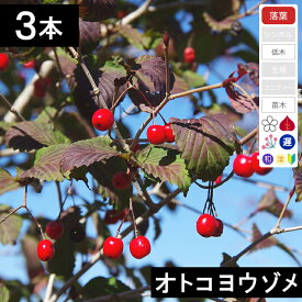 【3本】【株立セット】オトコヨウゾメ　苗木　高さ30〜50cm程度
