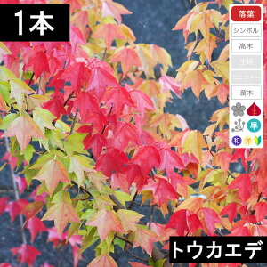 y1{zgEJGfc؁@70cm`1.0mx