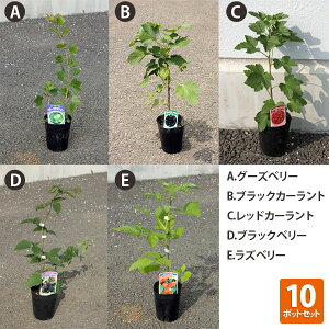 y10|bgZbgzO[Yx[EubNJ[gEbhJ[gEubNx[EYx[|bga10.5cm