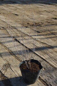 y3|bgZbgzuRTLVLuijv@0.3mx