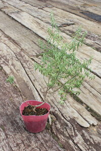 EFXgMAiI[XgA[Y}[j@|bga10.5cm@y4|bgZbgz