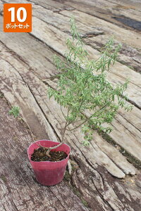 EFXgMAiI[XgA[Y}[j@|bga10.5cm@y10|bgZbgz