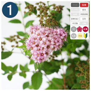 1{ / VcPugvZXv13.5`15cm|bg@15`20cmx