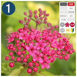 1{ / VcPulItbVv13.5`15cm|bg@20`30cmx
