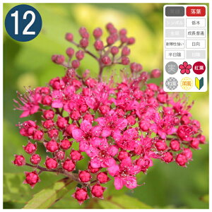 12{ / VcPulItbVv13.5`15cm|bg@20`30cmx