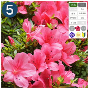 5{ / TcL 20cmx