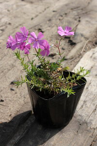 y1|bg`zōuI[^[Yv@|bga9cm