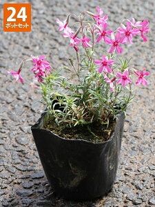 ōiVoUNjN₩Ȑ XJ[bgt[24|bgZbg@|bga9cm