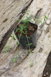 y1|bg`zuN[sO^Cv |bga9cm