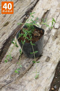 y40|bgZbgzyzuN[sO^Cv |bga9cm