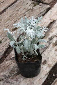 y1|bg`zuV^GMNv |bga10.5cm