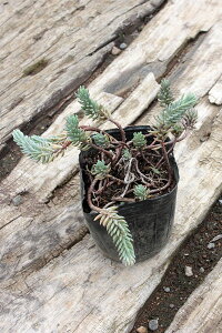 【1ポット〜】「レフレクサム(サカサマンネングサ)」 ポット直径9cm