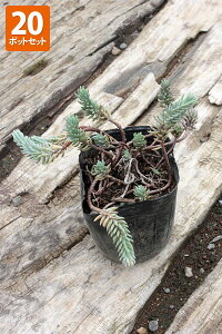 【20ポットセット】「レフレクサム(サカサマンネングサ)」 ポット直径9cm