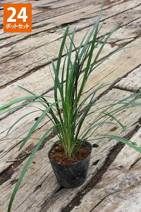 y24|bgZbgzyzuIIoWmqQv |bga10.5cm