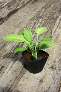 y1|bg`zuXWM{EVv@|bga12cm