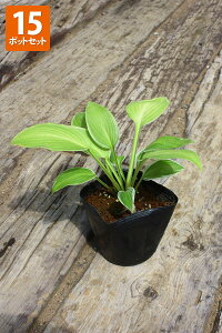 y15|bgZbgzuXWM{EVv@|bga12cm