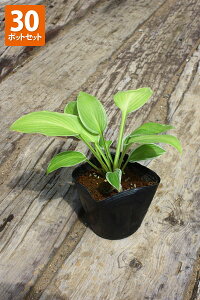 y30|bgZbgzuXWM{EVv@|bga12cm