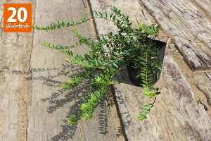 y20|bgZbgz ujZjeB_v |bga10.5cm