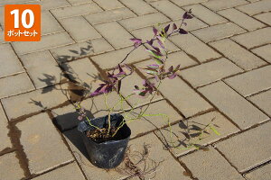 y10|bgZbgzucniiXiԉ֎qjv@|bga9.0cm|bg