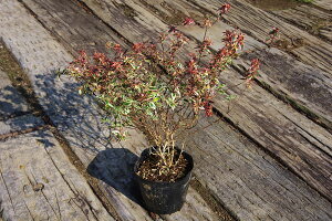 y3|bgZbgzAxAuRtFbeBv@0.2mx