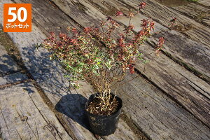 y50|bgZbgzyzAxAuRtFbeBv@0.2mx