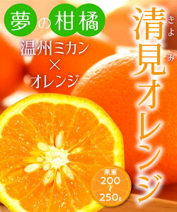 植木 盆栽 柑橘苗の人気商品 通販 価格比較 価格 Com