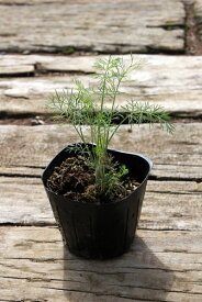 ディル　ポット直径9cm　【4ポットセット】