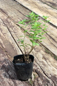 u`F[Z[Wv@|bga9.0cm@y4|bgZbgz