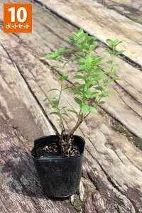 u`F[Z[Wv@|bga9.0cm@y10|bgZbgz