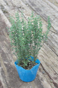 uR^Cv@|bga9cm@y4|bgZbgz