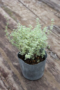 uVo[^Cv@|bga9cm@y4|bgZbgz