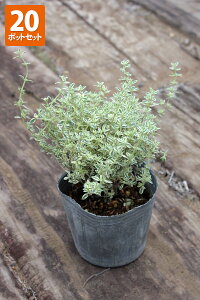 uVo[^Cv@|bga9cm@y20|bgZbgz