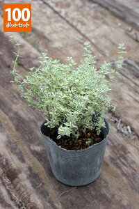 uVo[^Cv@|bga9cm@y100|bgZbgzyz