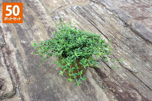 ^CuMJEXv@|bga9cm@y50|bgZbgzyz