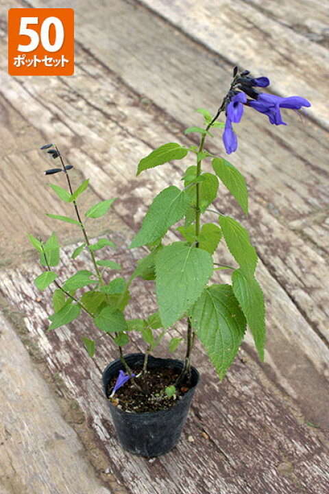 楽天市場 サルビア ガラニチカ メドーセージ ポット直径9 0cm 50ポットセット 送料無料 グリーンロケット 楽天市場 サルビア ガラニチカ メドーセージ ポット直径9 0cm 50ポットセット 送料無料 グリーンロケット