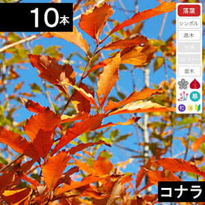 y10{z@Ric؁@70cm`1.0mx