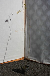 y3{ZbgzuGmLv@c؁@0.5mx