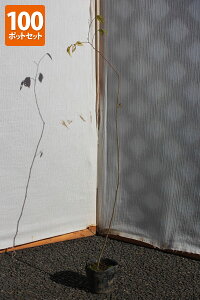 y100{ZbgzyzuGmLv@c؁@0.5mx