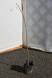 y3{Zbgzu}~v@c؁@0.5mx